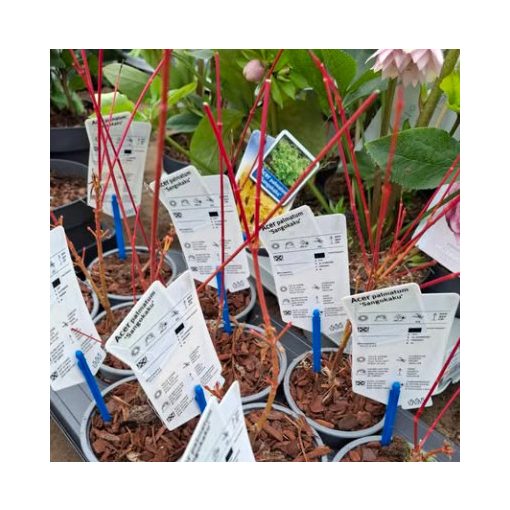 Acer palmatum Sangokaku (p10) - Japán juhar