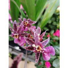 Lepkekosbor - Oncidium Titanium Treasure Purple-Red (extra illatos)