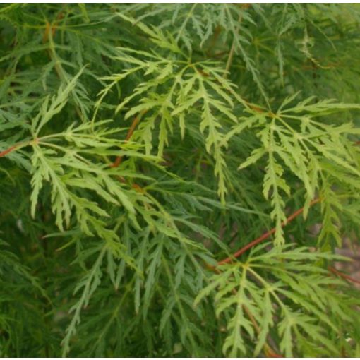 Acer palmatum Emerald Lace (p10) - Japán juhar