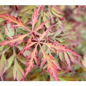 Acer palmatum Royal Garnet (p10) - Japán juhar