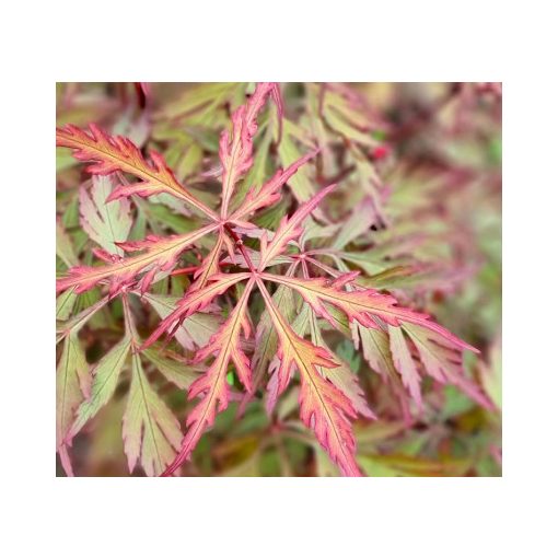 Acer palmatum Royal Garnet (p10) - Japán juhar