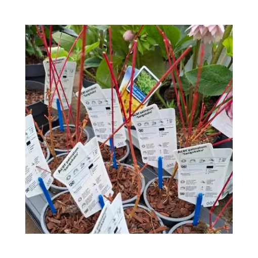 Acer palmatum Royal Garnet (p10) - Japán juhar