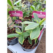 Daphne odora Rogalski - Boroszlán