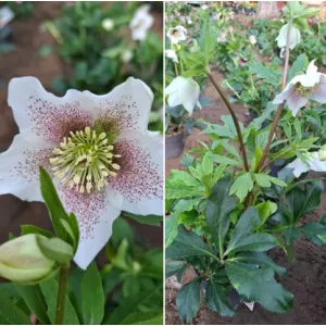 Helleborus orientalis sp. (101) - Hunyor