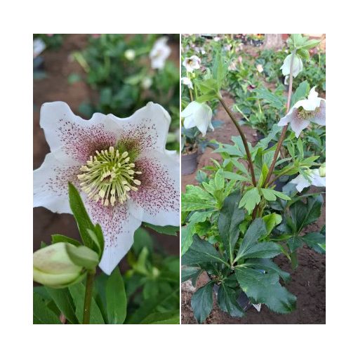 Helleborus orientalis sp. (101) - Hunyor