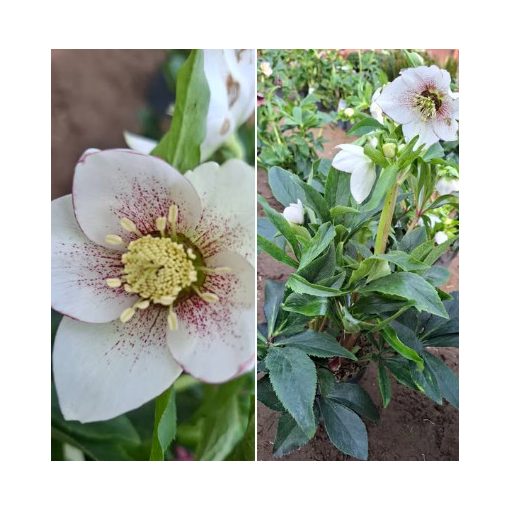 Helleborus orientalis sp. (102) - Hunyor