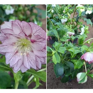 Helleborus orientalis sp. (103) - Hunyor