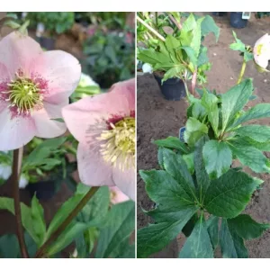 Helleborus orientalis sp. (105) - Hunyor