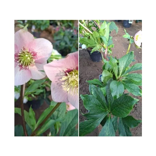 Helleborus orientalis sp. (105) - Hunyor