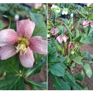 Helleborus orientalis sp. (106) - Hunyor