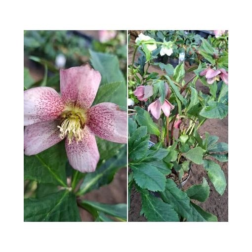 Helleborus orientalis sp. (106) - Hunyor