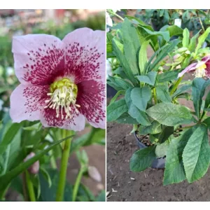 Helleborus orientalis sp. (107) - Hunyor