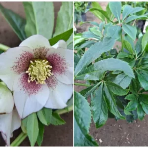 Helleborus orientalis sp. (108) - Hunyor