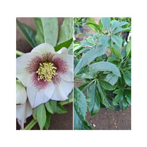 Helleborus orientalis sp. (108) - Hunyor