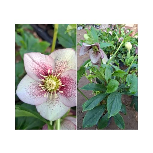 Helleborus orientalis sp. (110) - Hunyor