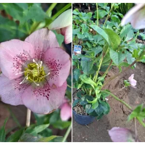 Helleborus orientalis sp. (111) - Hunyor