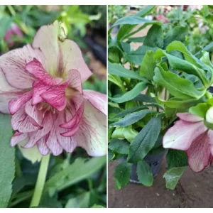 Helleborus orientalis sp. (112) - Hunyor