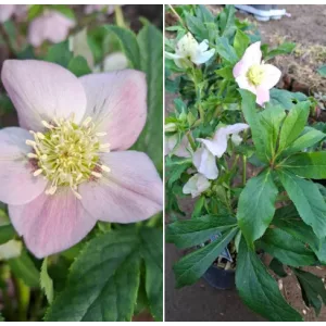Helleborus orientalis sp. (115) - Hunyor