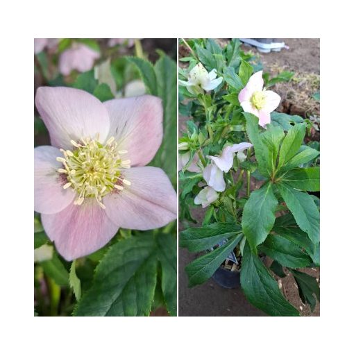 Helleborus orientalis sp. (115) - Hunyor