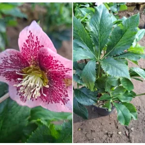 Helleborus orientalis sp. (117) - Hunyor