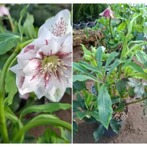 Helleborus orientalis sp. (118) - Hunyor
