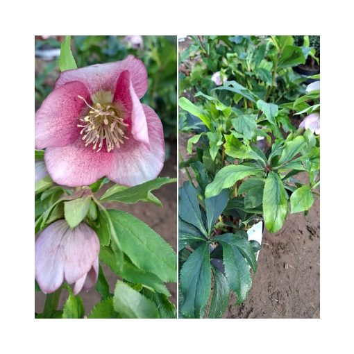 Helleborus orientalis sp. (119) - Hunyor