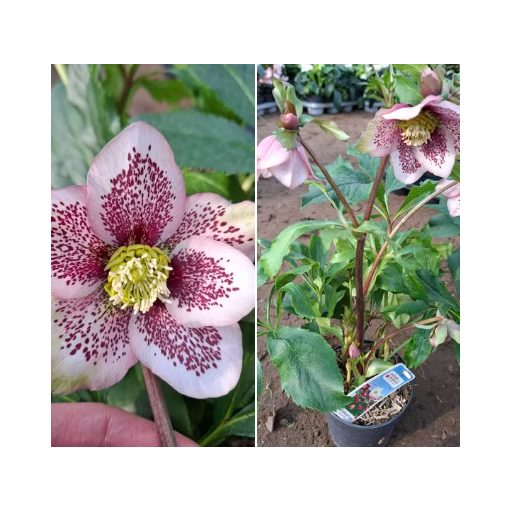 Helleborus orientalis sp. (120) - Hunyor