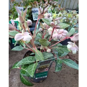 Helleborus sternii Lilac Marble - Hunyor