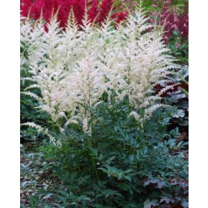 Astilbe Snow Spirit - Tollbuga