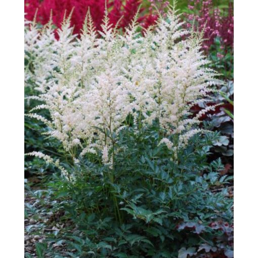 Astilbe Snow Spirit - Tollbuga