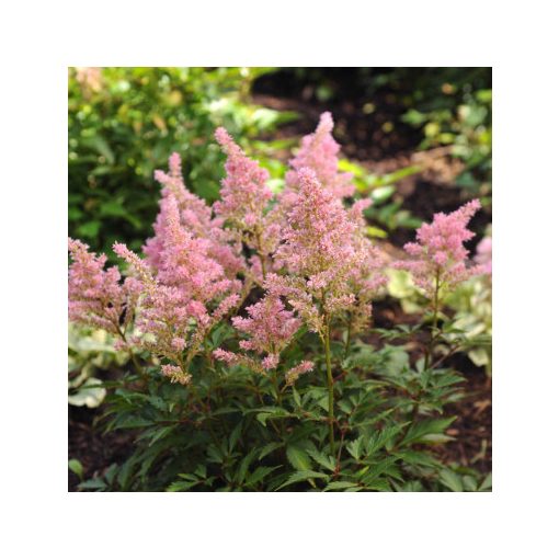 Astilbe Darwin's Dream - Tollbuga