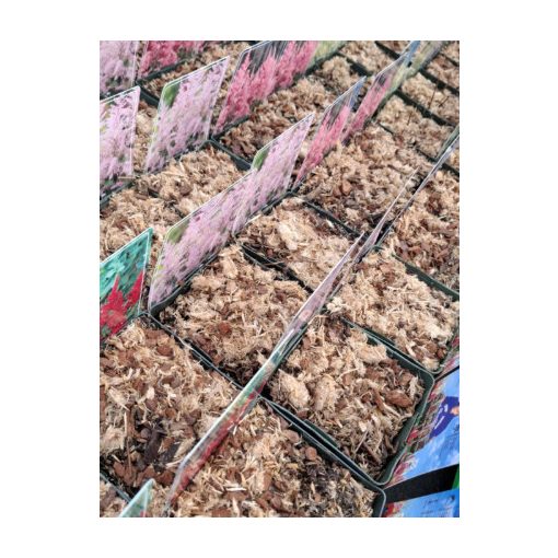 Astilbe Darwin's Dream - Tollbuga