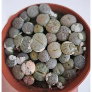 Lithops sp. 1