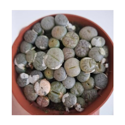 Lithops sp. 1