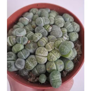 Lithops sp. 4