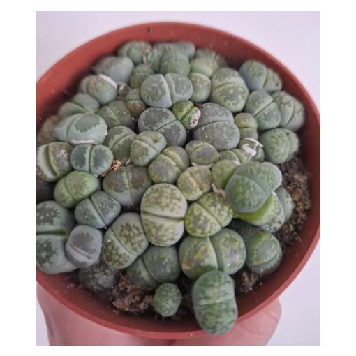 Lithops sp. 4