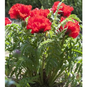 Papaver orientale Carmen - Keleti mák