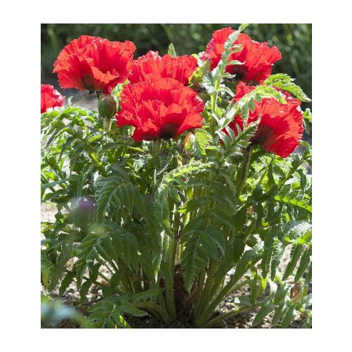 Papaver orientale Carmen - Keleti mák