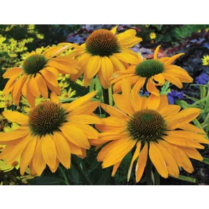 Echinacea purpurea Yellow Shades - Kasvirág