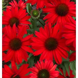 Echinacea purpurea Red - Kasvirág