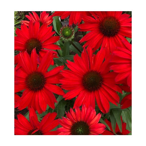 Echinacea purpurea Red - Kasvirág