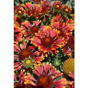 Gaillardia aristata Spintop Orange Halo - Kokárdavirág