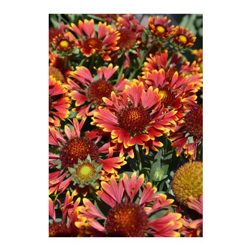 Gaillardia aristata Spintop Orange Halo - Kokárdavirág