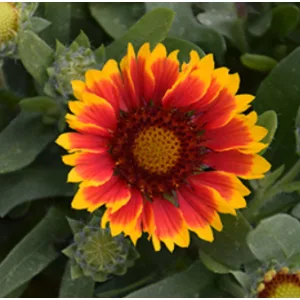 Gaillardia aristata Spintop Red Starburst - Kokárdavirág