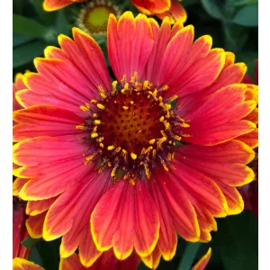 Gaillardia aristata Spintop Yellow Touch - Kokárdavirág