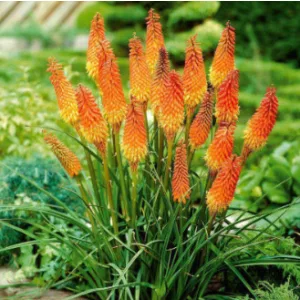 Kniphofia Flamingo - Fáklyaliliom