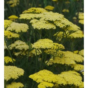 Achillea millefolium Credo - Cickafark