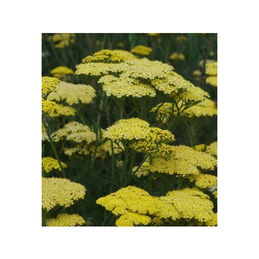 Achillea millefolium Credo - Cickafark