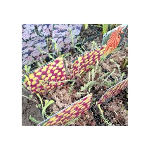 Achillea millefolium Credo - Cickafark