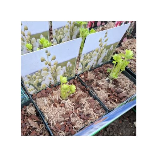 Aconitum napellus Schneewitchen - Sisakvirág